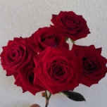 BS Red Roses Branchue rouges d'Equateur Ethiflora